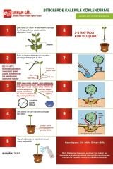 4000 Ppm Kullanıma Hazır Kök Hormonu East Root® Çözelti 100 ml ( Kalem / Çelik ) Fidan Köklendirme