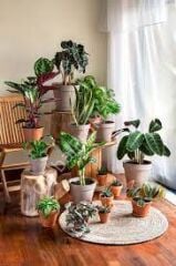 Genel Kullanım Için Hazır Bitki Besini 750 Ml Sprey (Yaprak -Sulama suyu  ile Toprağa )