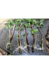 8000ppm Kullanıma Hazır Kök Hormonu East Root® Iba Çözelti 250 Cc