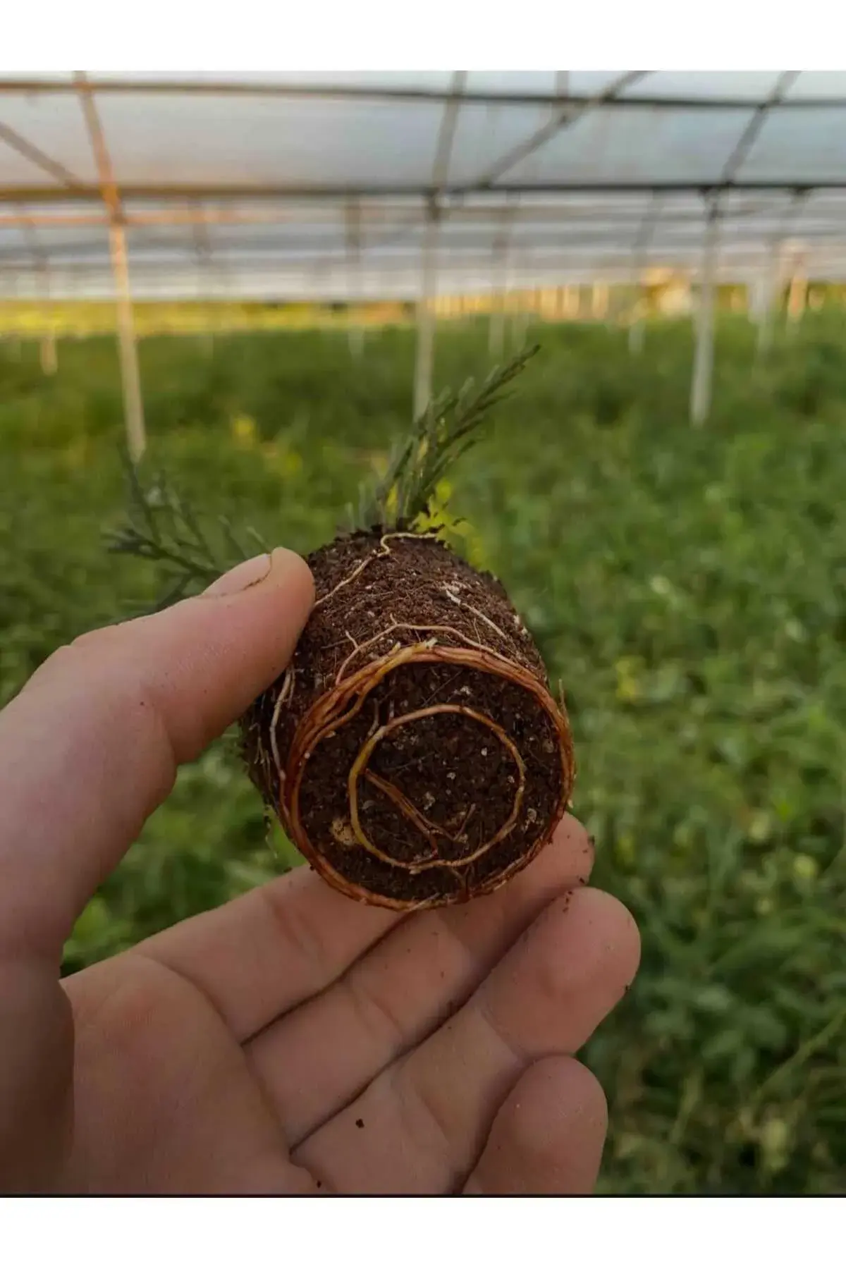 Iba (indole Butyrik Asit) Çelik Köklendirme Hormonu 5 Gr (toprak Düzenleyici)